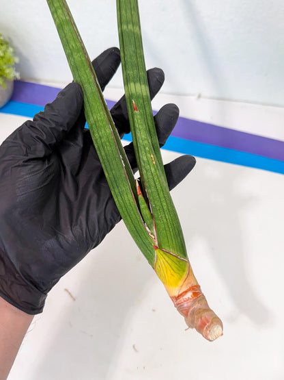 Sansevieria Masirom (pp) (8) | Rare Hybrids