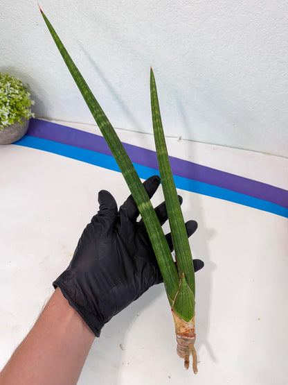 Sansevieria Masirom (pp) (8) | Rare Hybrids