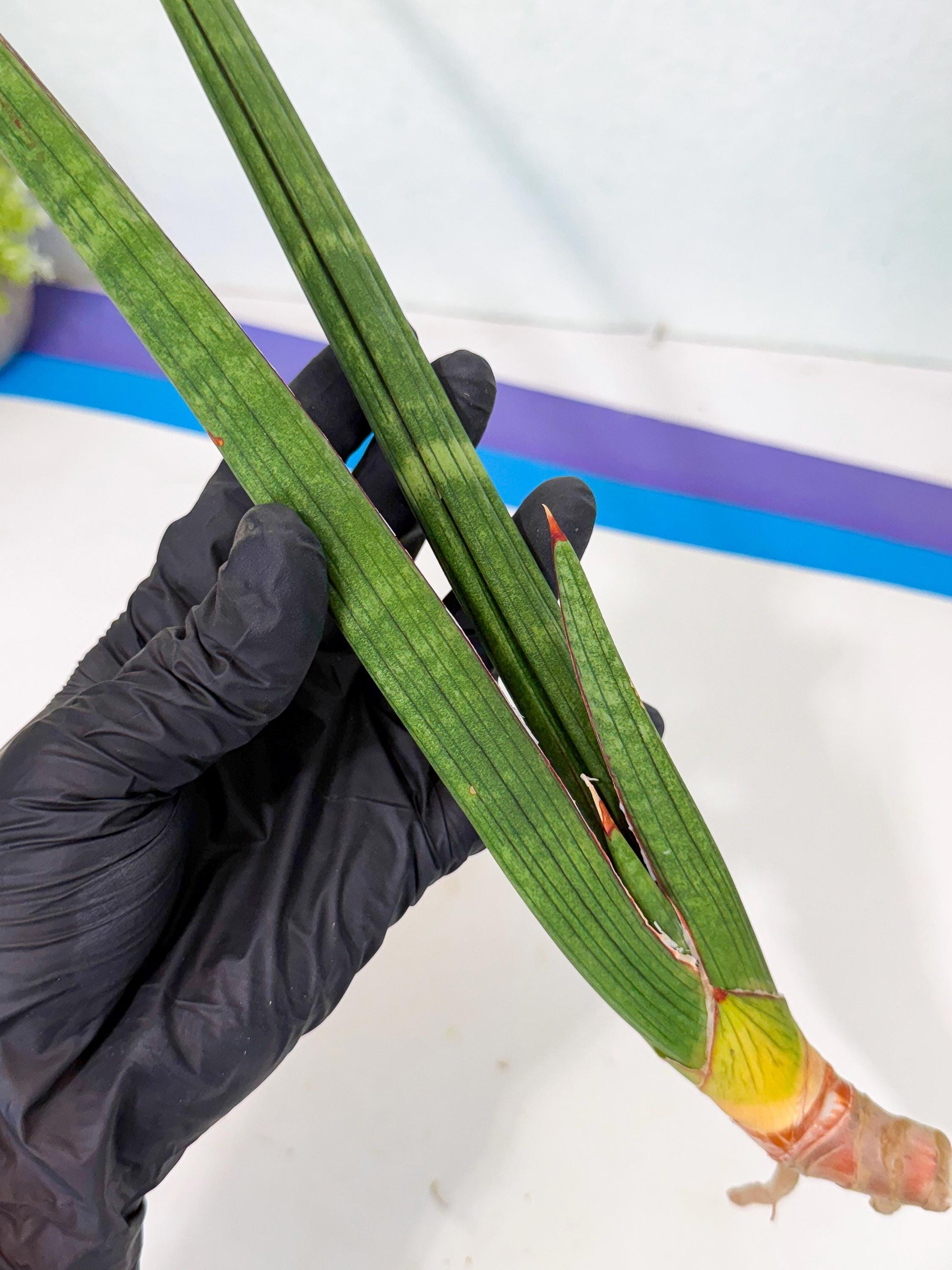 Sansevieria Masirom (pp) (8) | Rare Hybrids