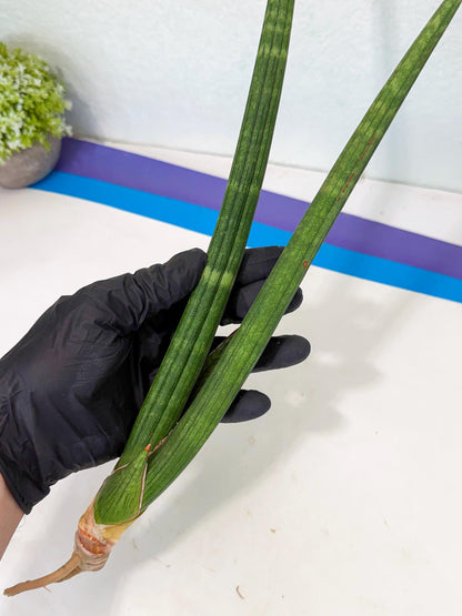 Sansevieria Masirom (pp) (8) | Rare Hybrids