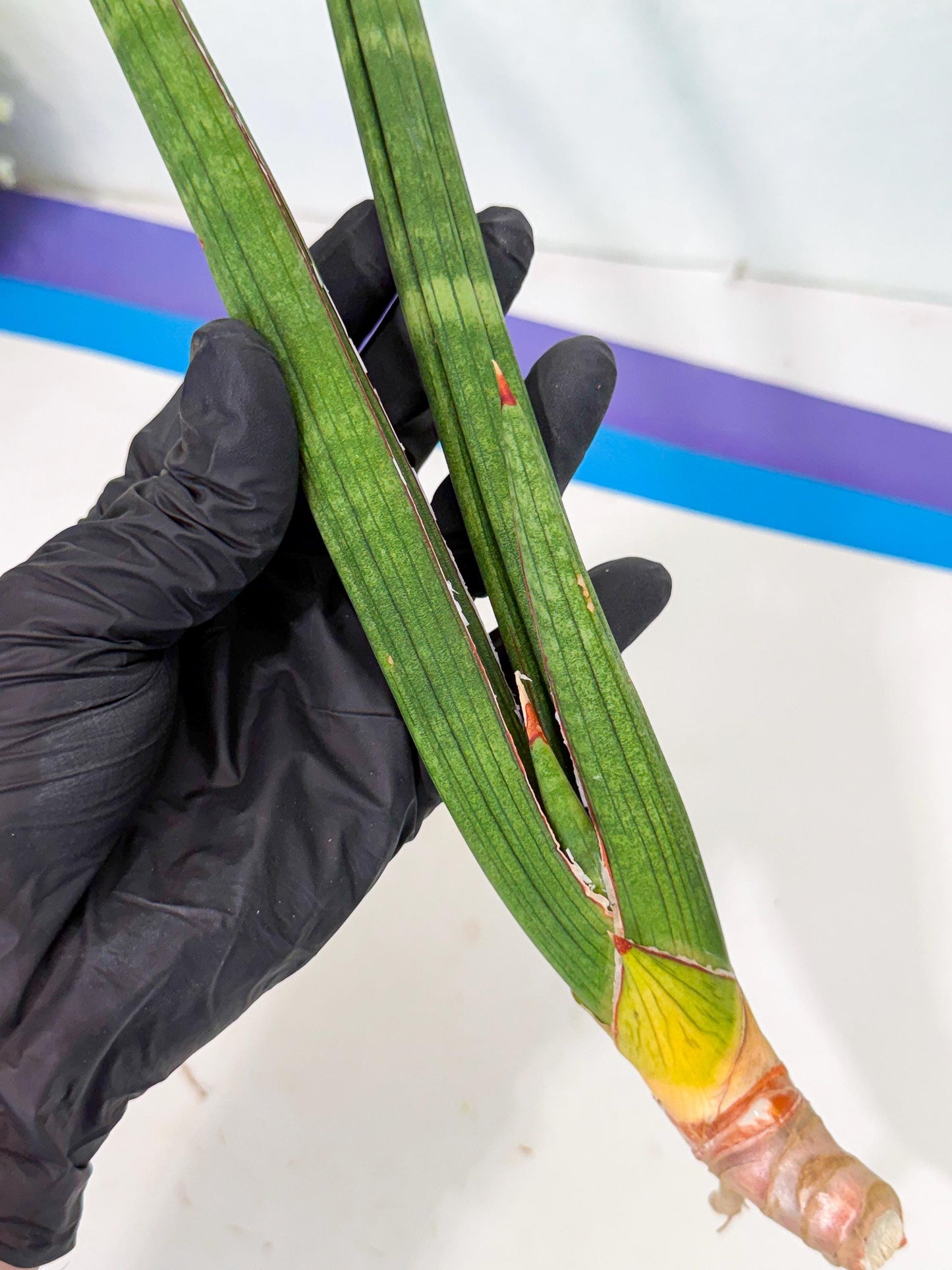 Sansevieria Masirom (pp) (8) | Rare Hybrids