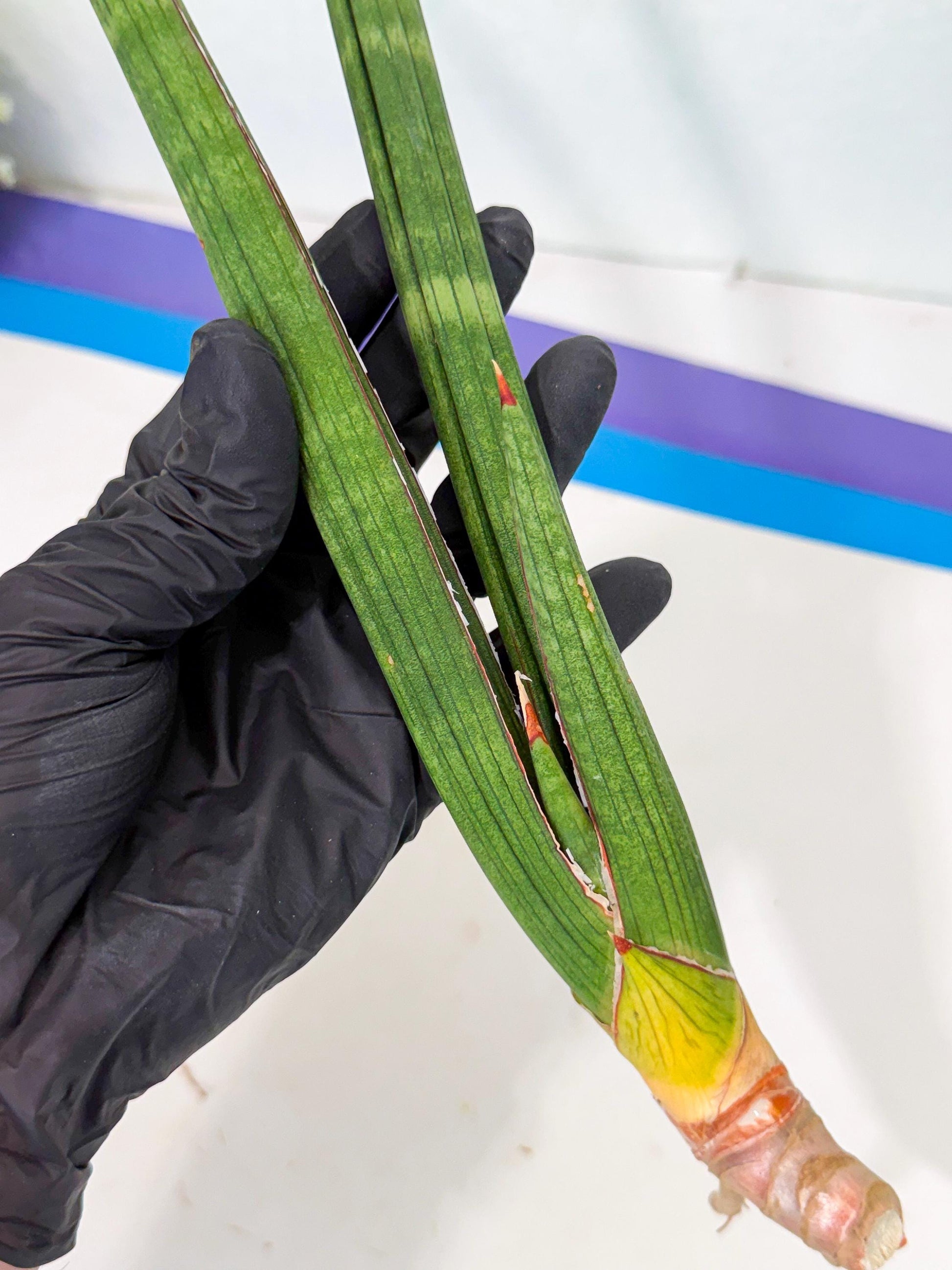 Sansevieria Masirom (pp) (8) | Rare Hybrids