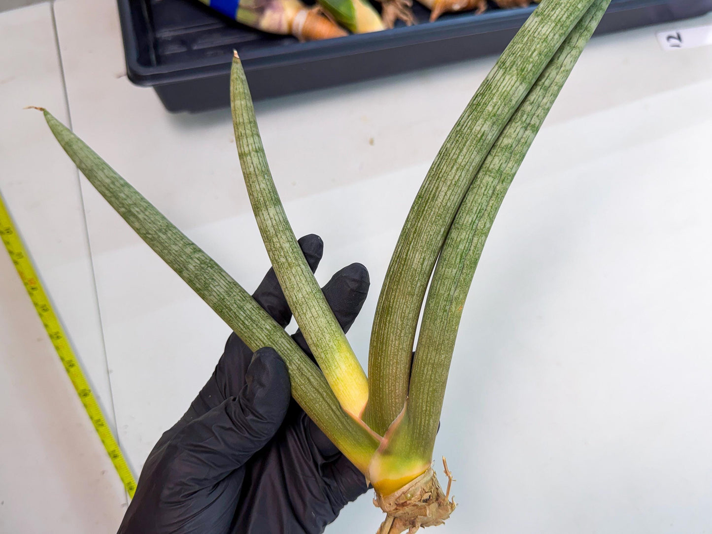 Sansevieria Nabat Earid (pp) (11) | Rare Hybrids
