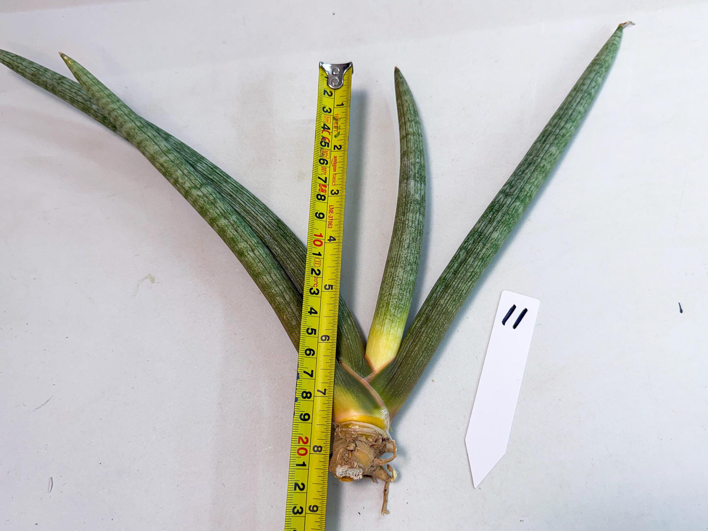 Sansevieria Nabat Earid (pp) (11) | Rare Hybrids