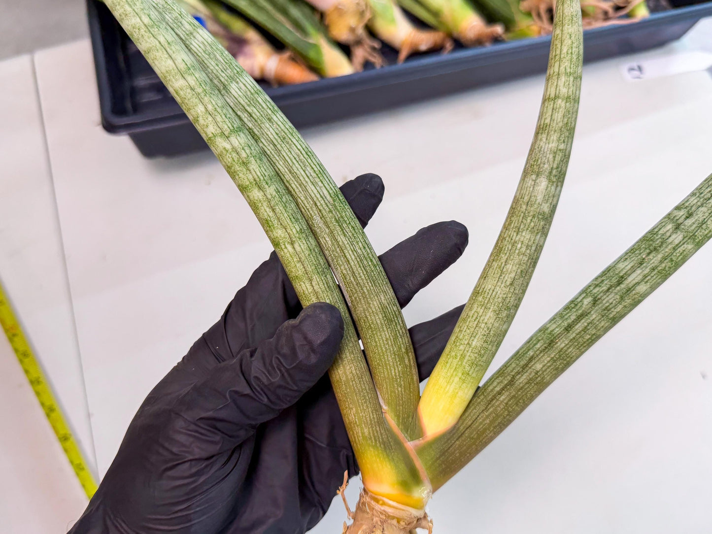 Sansevieria Nabat Earid (pp) (11) | Rare Hybrids