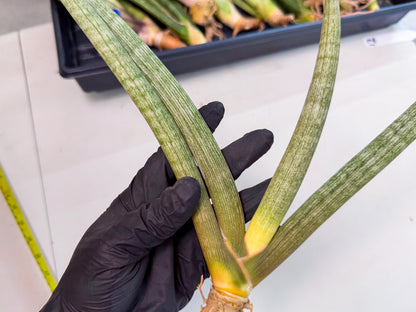 Sansevieria Nabat Earid (pp) (11) | Rare Hybrids