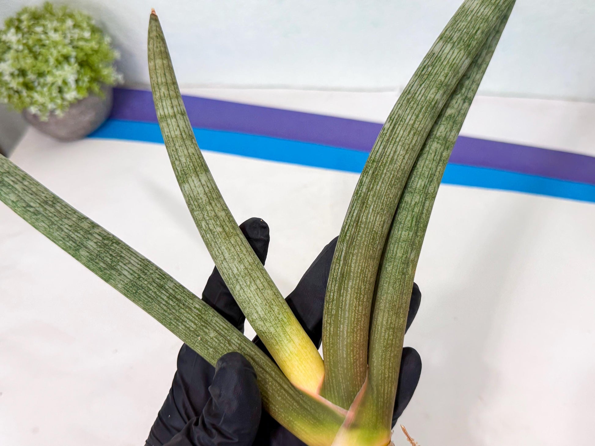 Sansevieria Nabat Earid (pp) (11) | Rare Hybrids