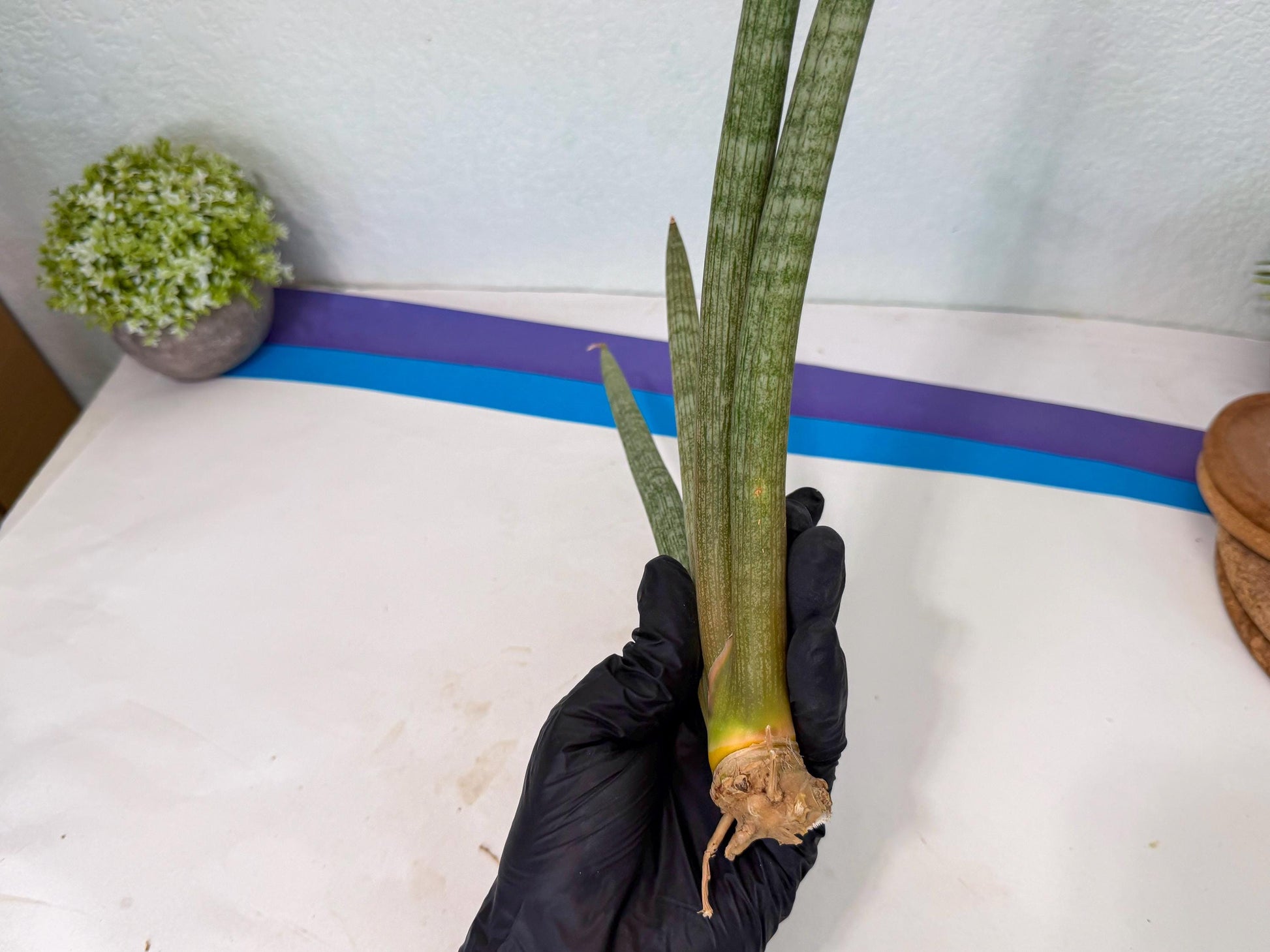 Sansevieria Nabat Earid (pp) (11) | Rare Hybrids