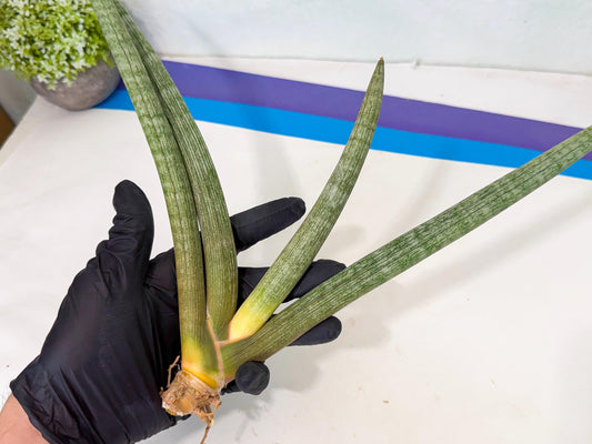 Sansevieria Nabat Earid (pp) (11) | Rare Hybrids