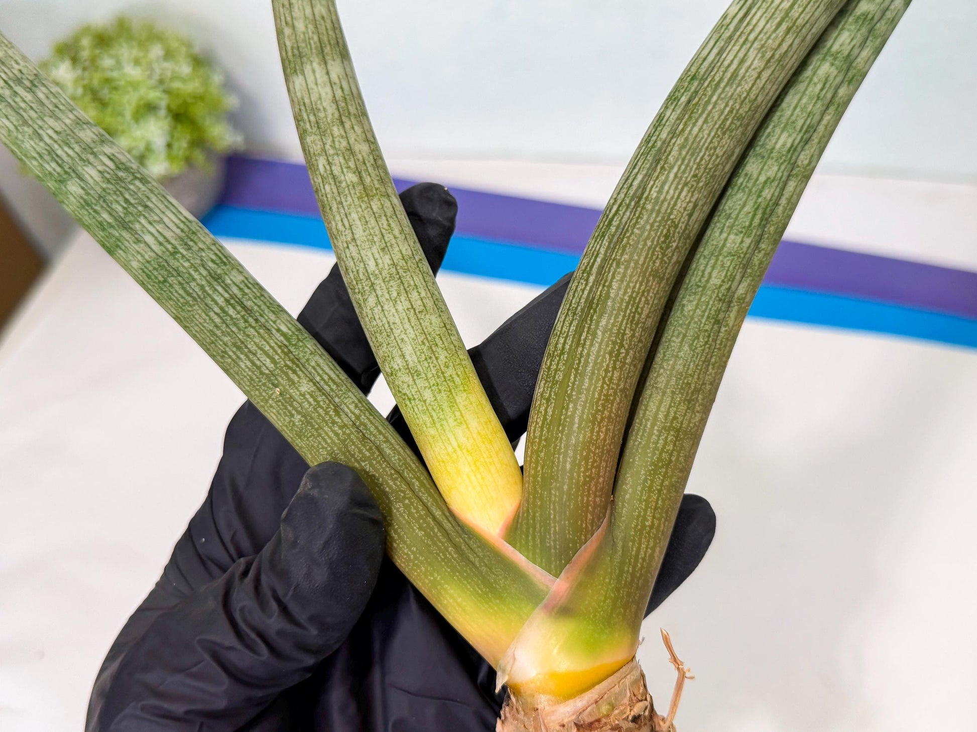 Sansevieria Nabat Earid (pp) (11) | Rare Hybrids