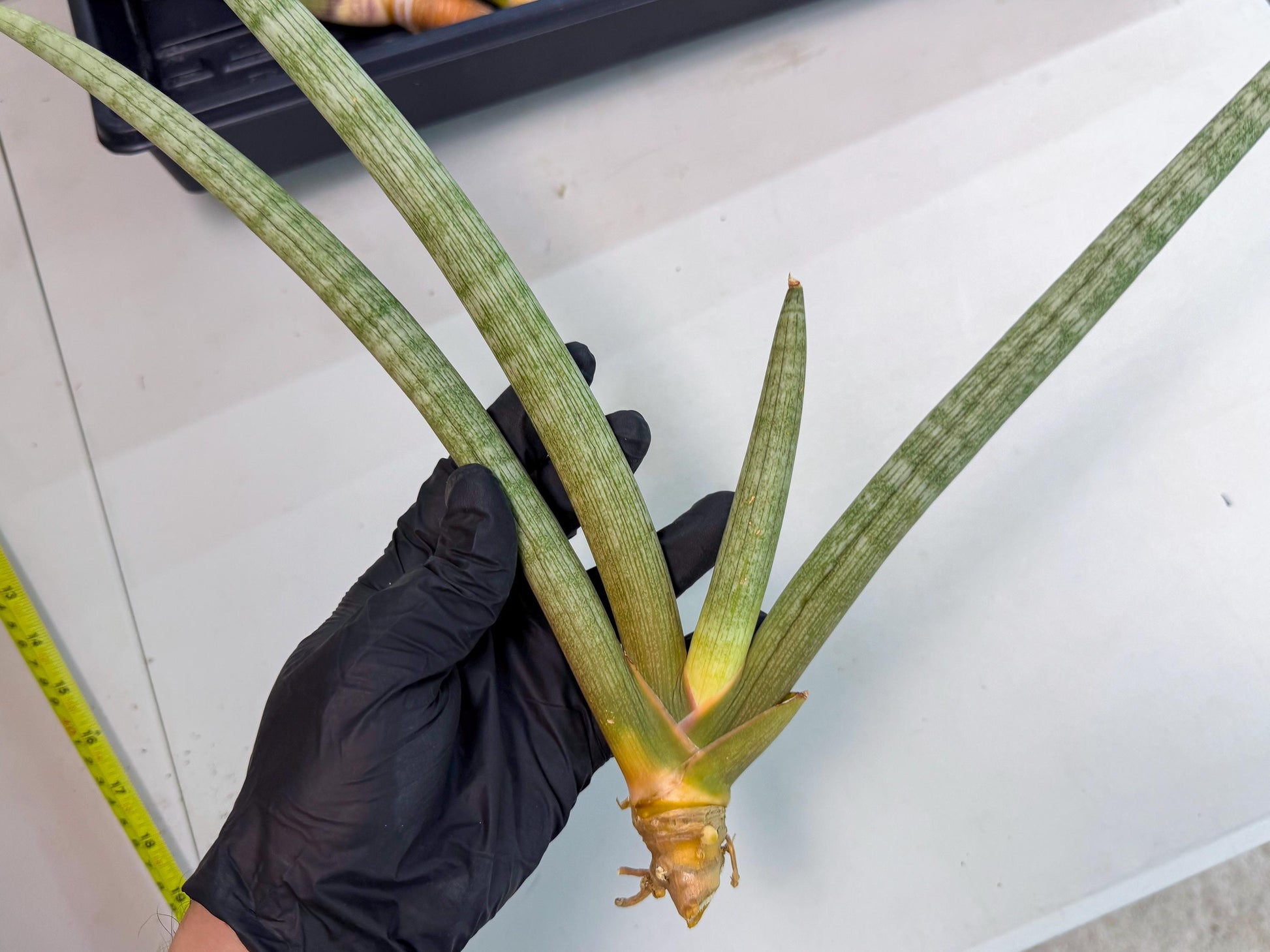 Sansevieria Nabat Earid (pp) (12) | Rare Hybrids