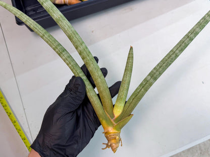 Sansevieria Nabat Earid (pp) (12) | Rare Hybrids