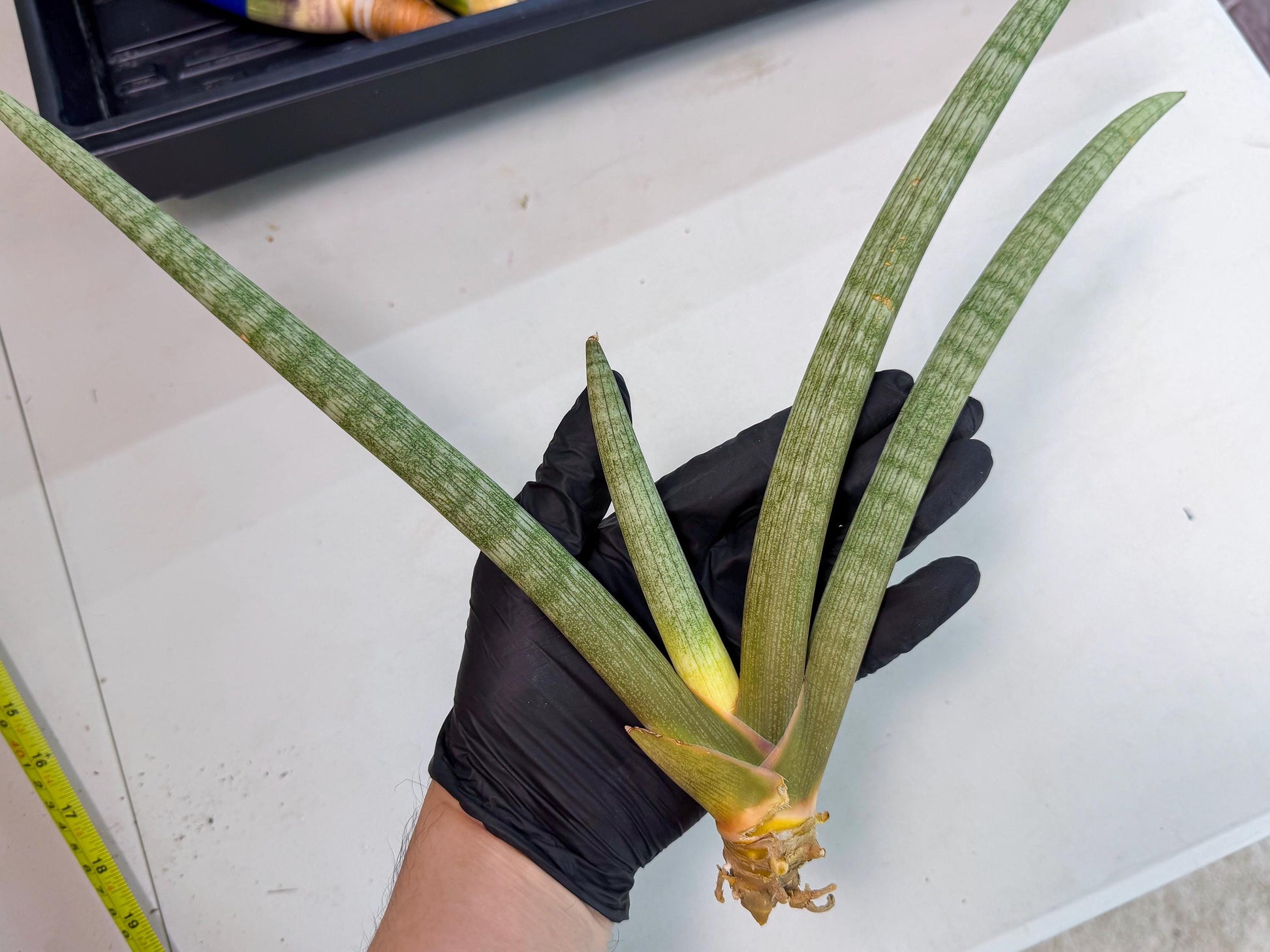 Sansevieria Nabat Earid (pp) (12) | Rare Hybrids