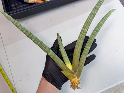 Sansevieria Nabat Earid (pp) (12) | Rare Hybrids