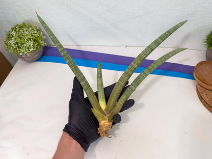 Sansevieria Nabat Earid (pp) (12) | Rare Hybrids