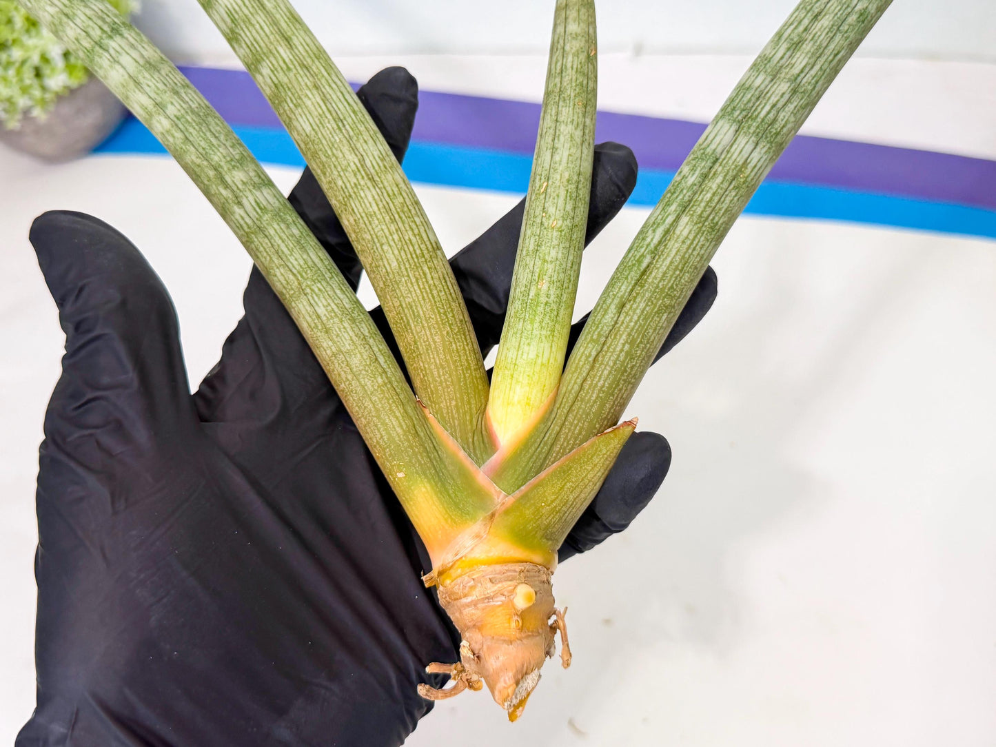Sansevieria Nabat Earid (pp) (12) | Rare Hybrids