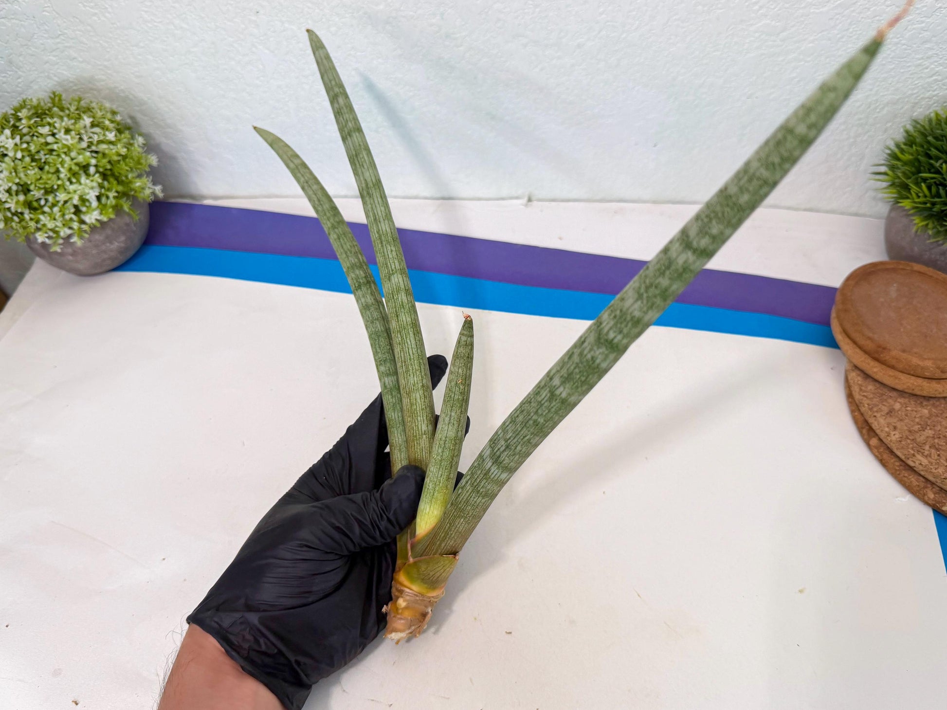 Sansevieria Nabat Earid (pp) (12) | Rare Hybrids