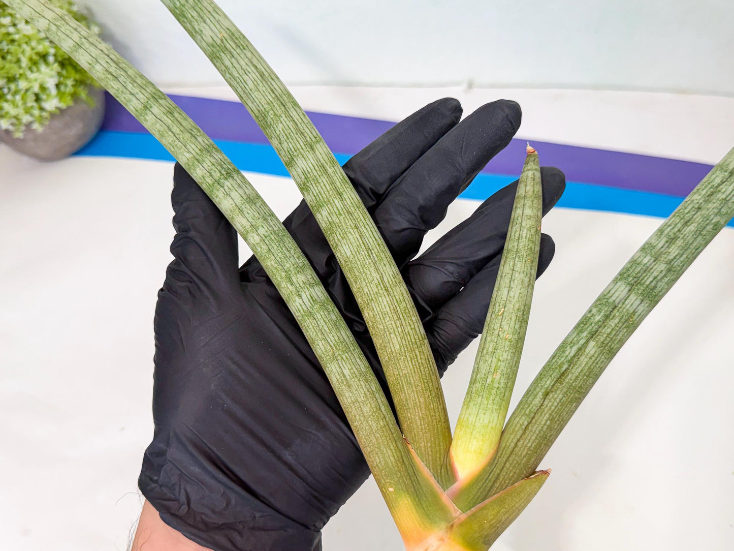 Sansevieria Nabat Earid (pp) (12) | Rare Hybrids