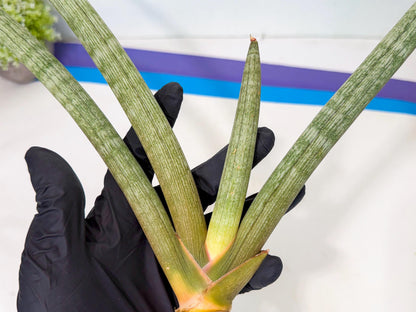 Sansevieria Nabat Earid (pp) (12) | Rare Hybrids