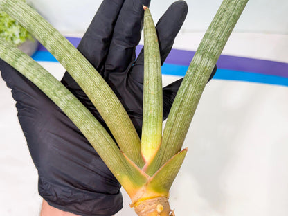 Sansevieria Nabat Earid (pp) (12) | Rare Hybrids