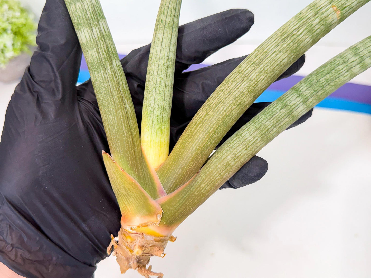 Sansevieria Nabat Earid (pp) (12) | Rare Hybrids