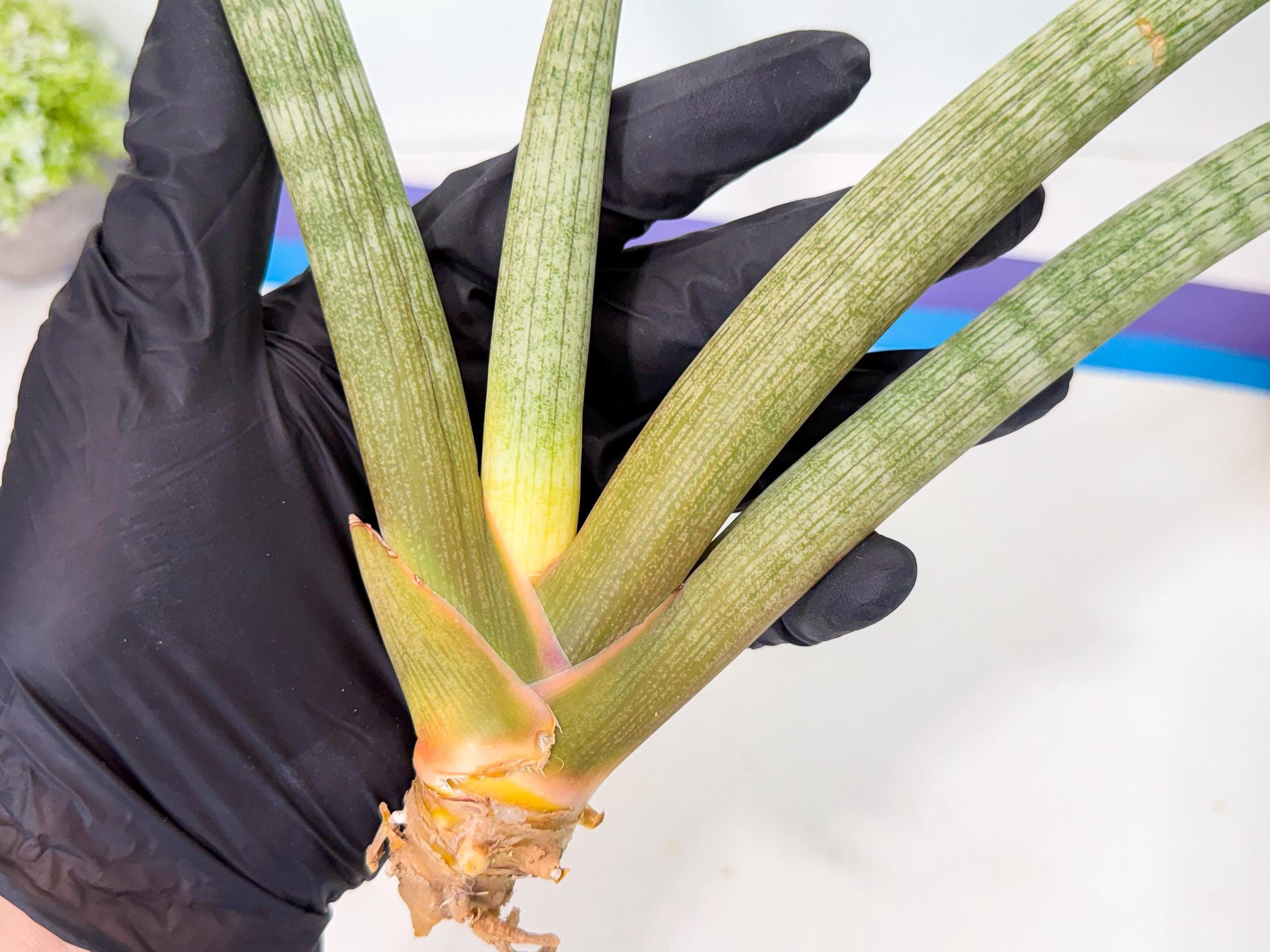 Sansevieria Nabat Earid (pp) (12) | Rare Hybrids