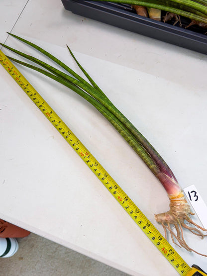 Sansevieria Najm (pp) (13) | Rare Hybrids