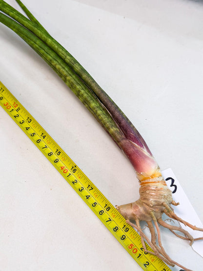 Sansevieria Najm (pp) (13) | Rare Hybrids