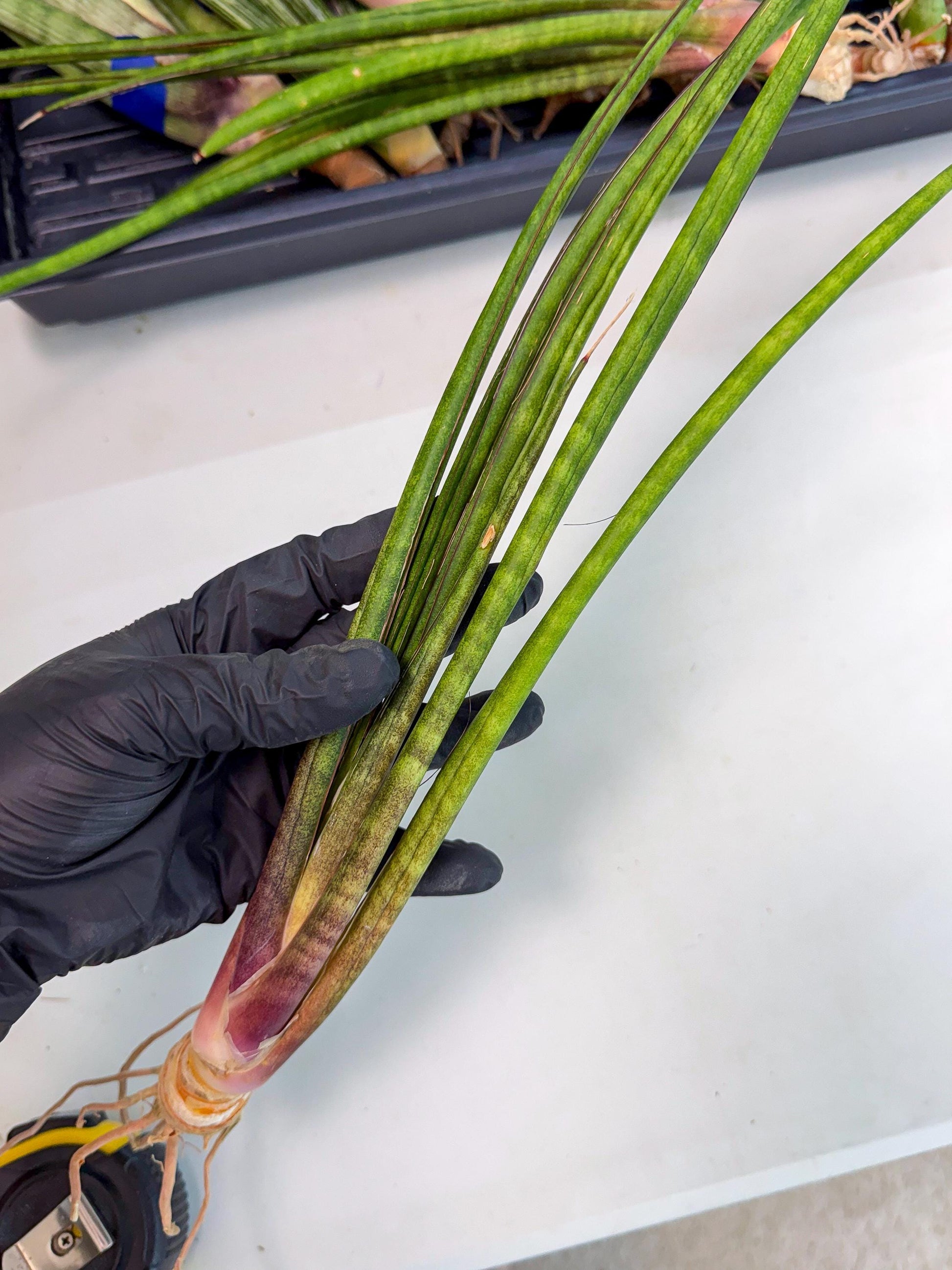 Sansevieria Najm (pp) (13) | Rare Hybrids
