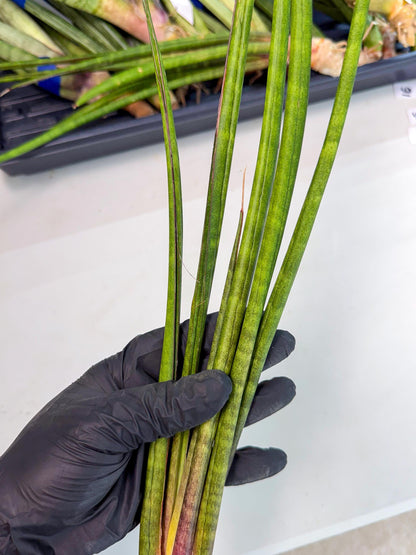 Sansevieria Najm (pp) (13) | Rare Hybrids