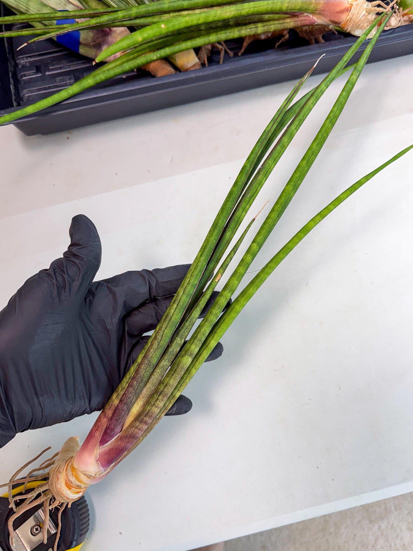 Sansevieria Najm (pp) (13) | Rare Hybrids