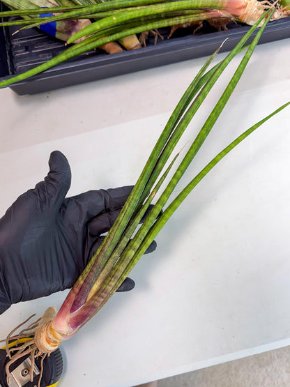 Sansevieria Najm (pp) (13) | Rare Hybrids