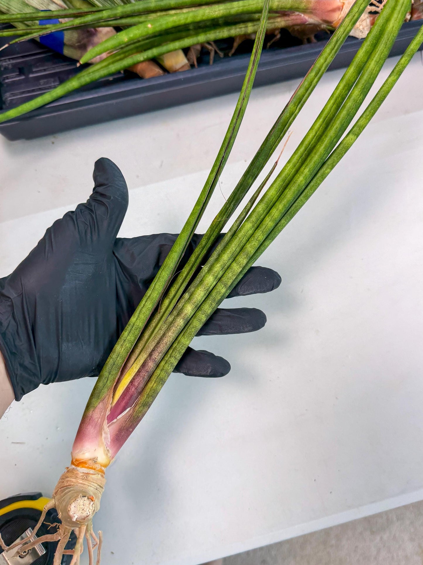 Sansevieria Najm (pp) (13) | Rare Hybrids