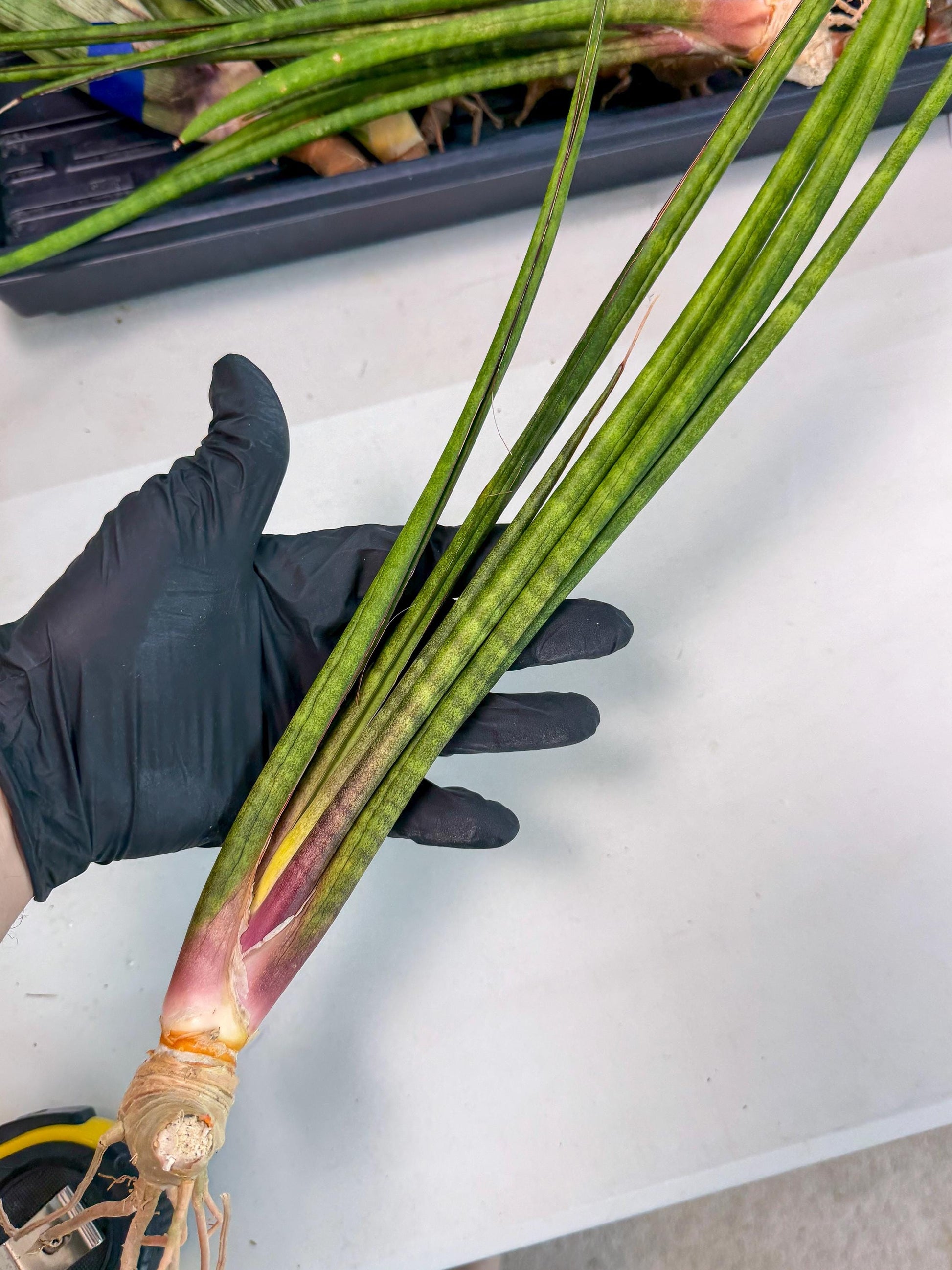 Sansevieria Najm (pp) (13) | Rare Hybrids