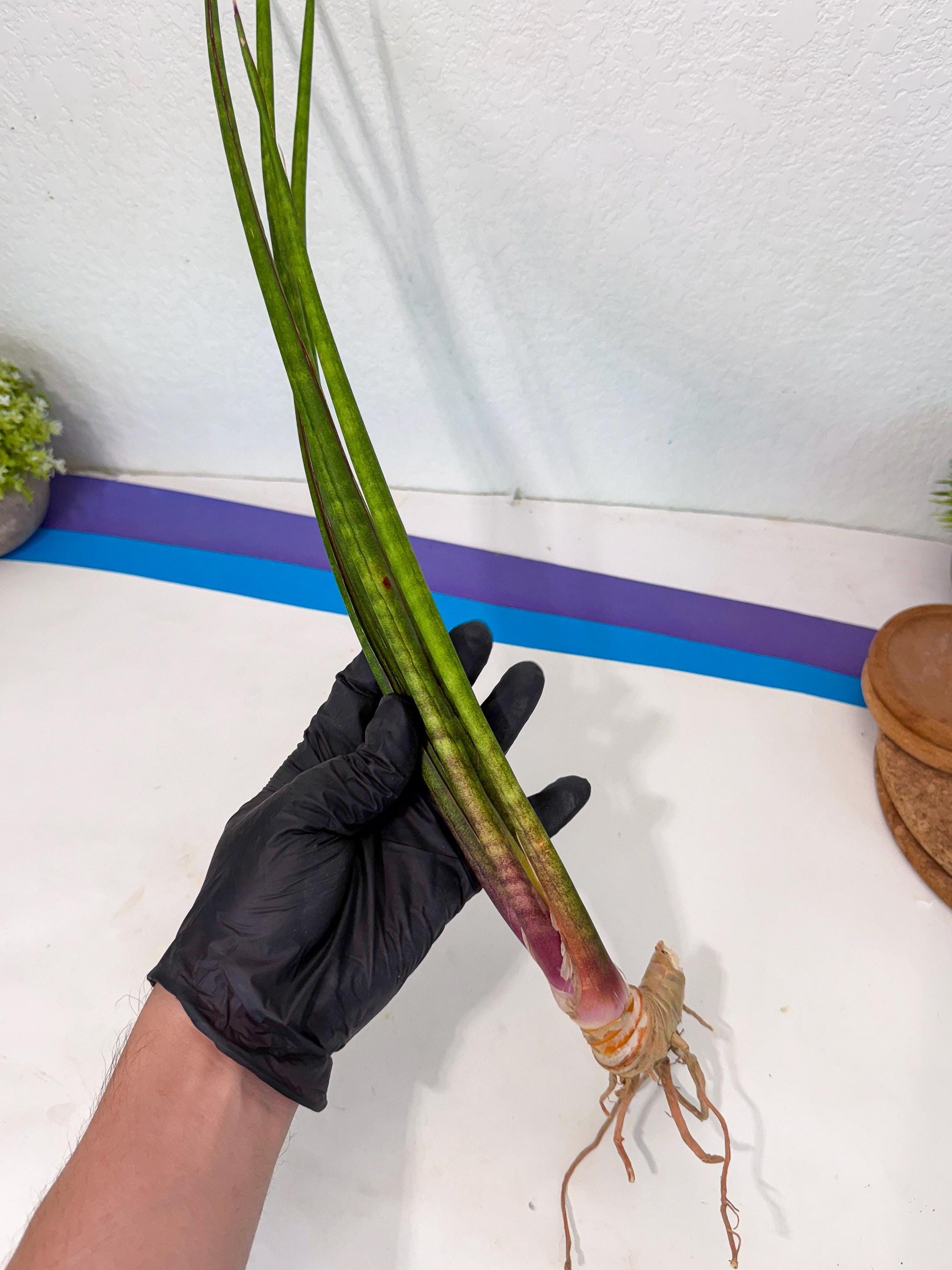 Sansevieria Najm (pp) (13) | Rare Hybrids