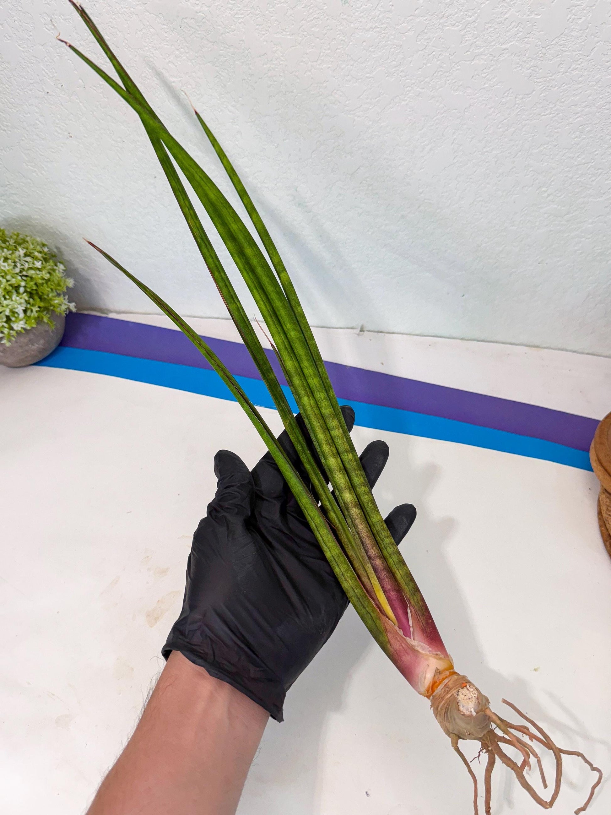 Sansevieria Najm (pp) (13) | Rare Hybrids