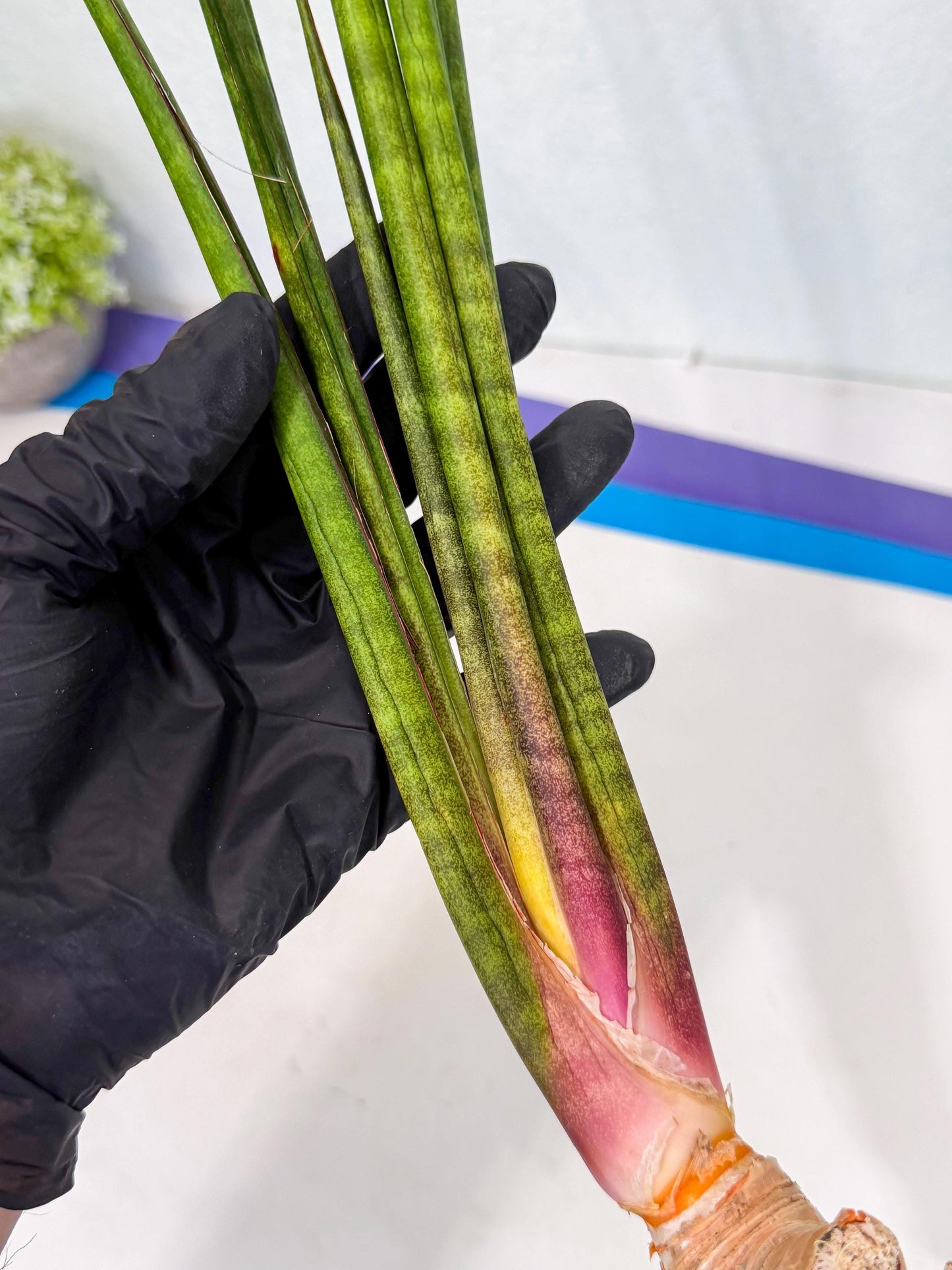 Sansevieria Najm (pp) (13) | Rare Hybrids