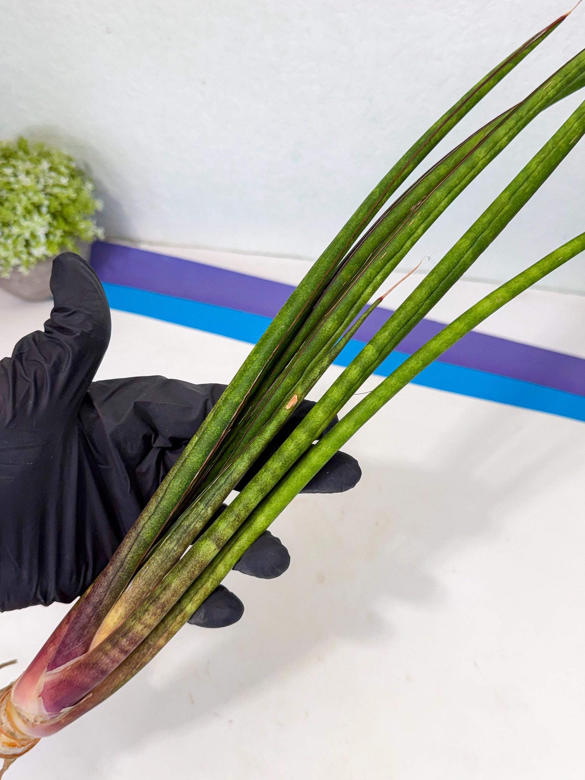 Sansevieria Najm (pp) (13) | Rare Hybrids