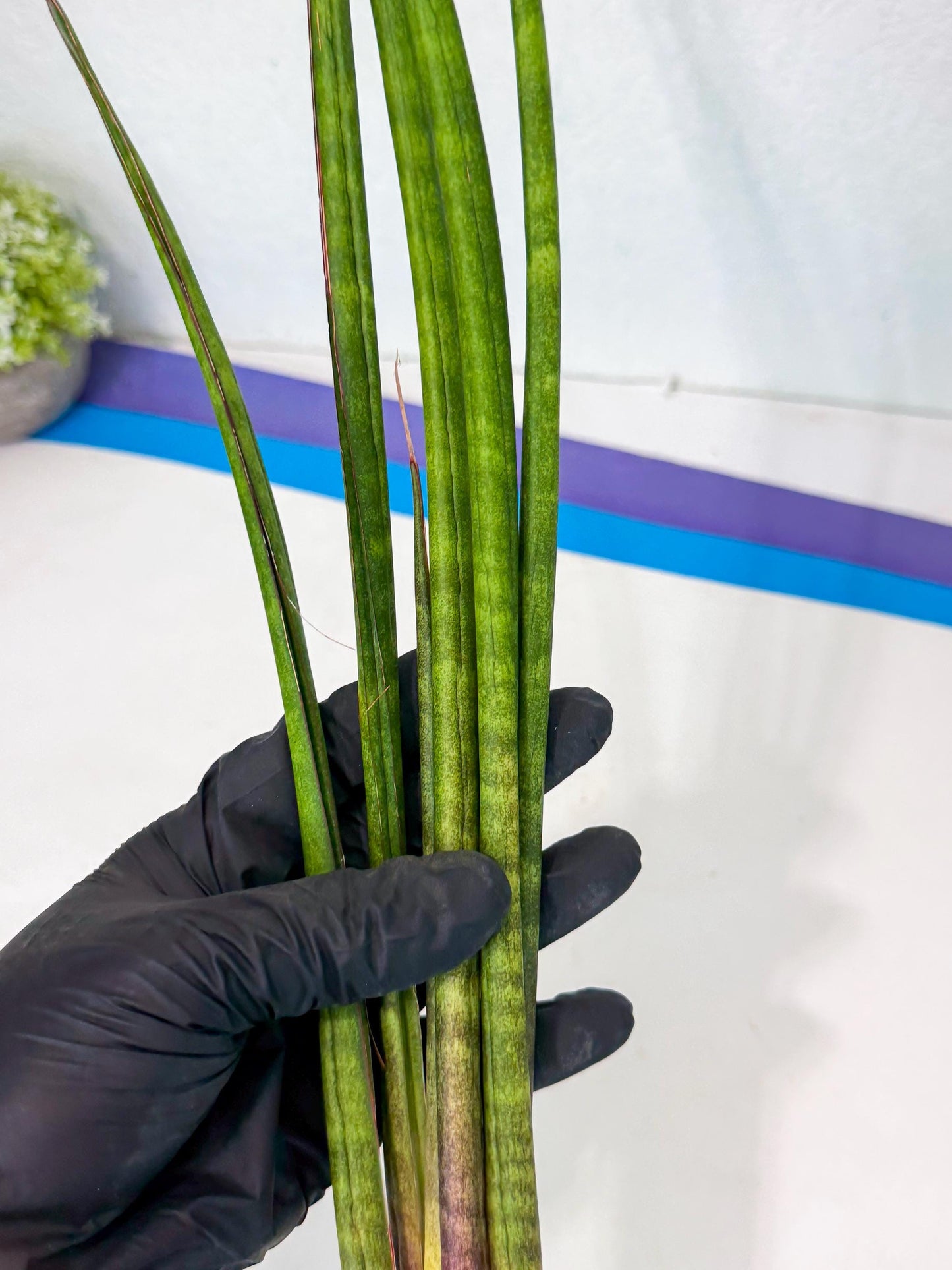 Sansevieria Najm (pp) (13) | Rare Hybrids