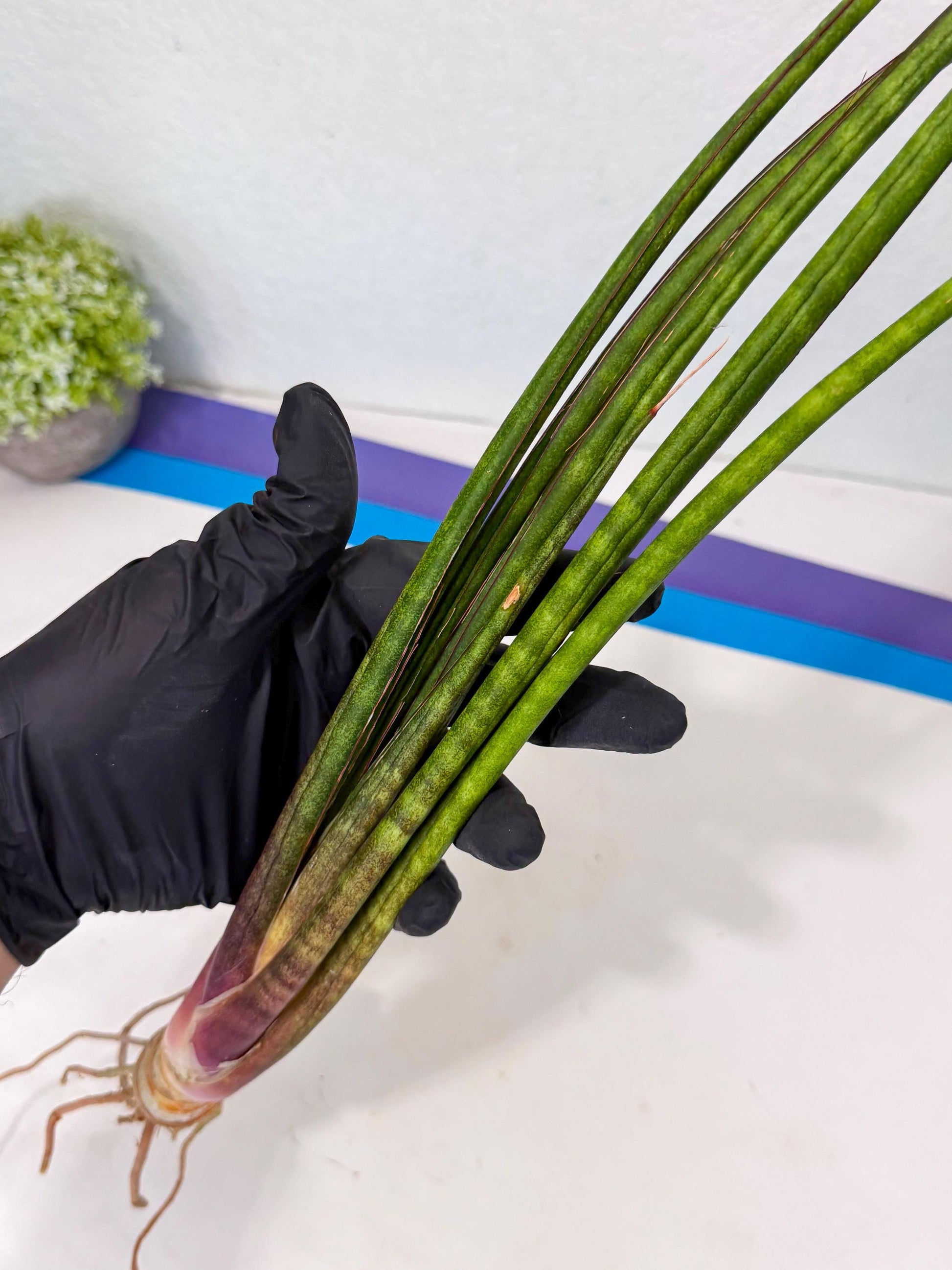 Sansevieria Najm (pp) (13) | Rare Hybrids