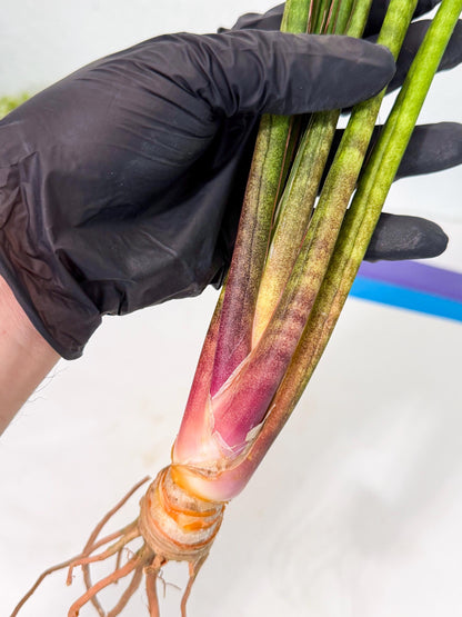 Sansevieria Najm (pp) (13) | Rare Hybrids