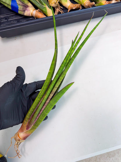 Sansevieria Najm (pp) (14) | Rare Hybrids