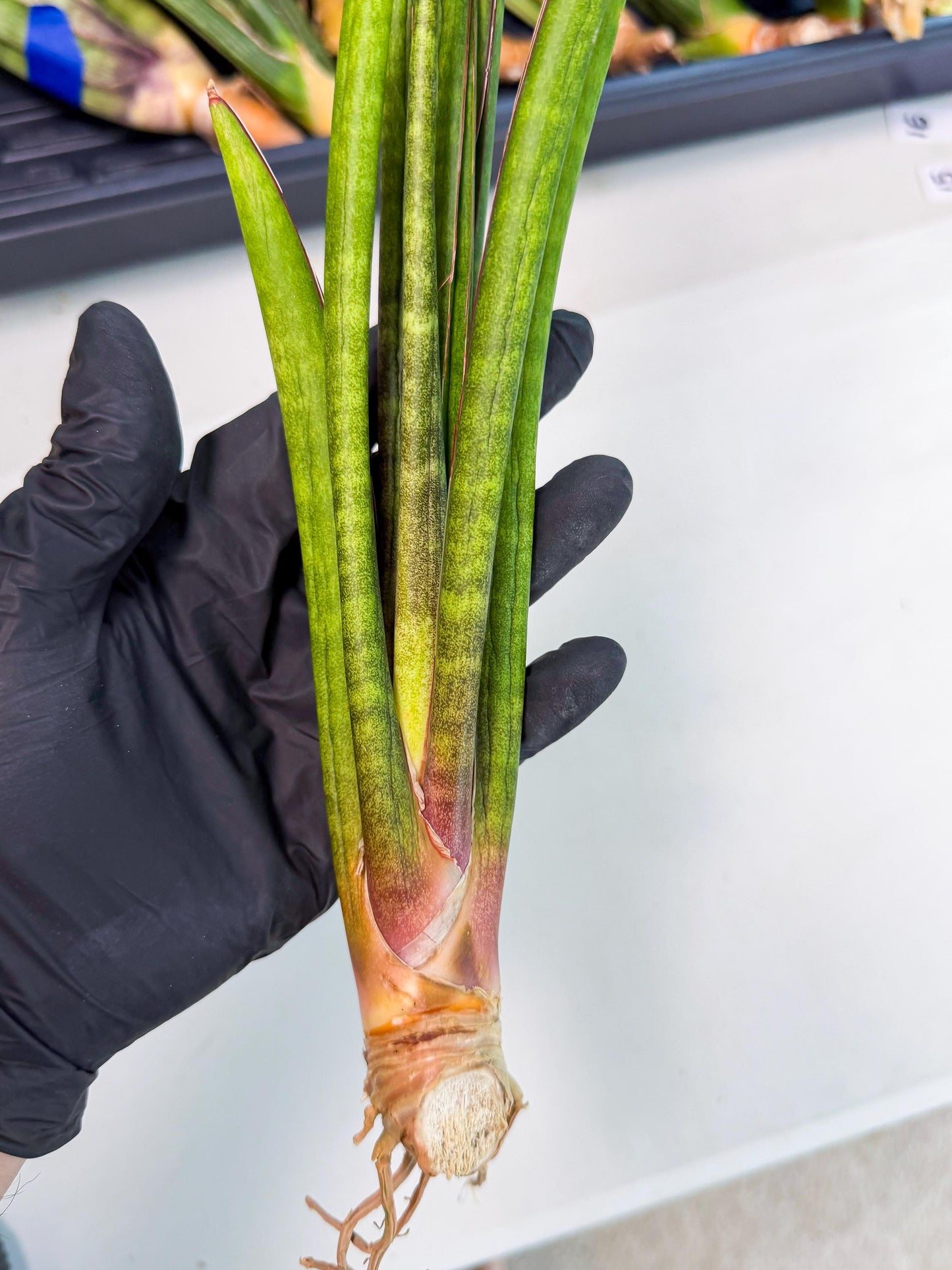 Sansevieria Najm (pp) (14) | Rare Hybrids