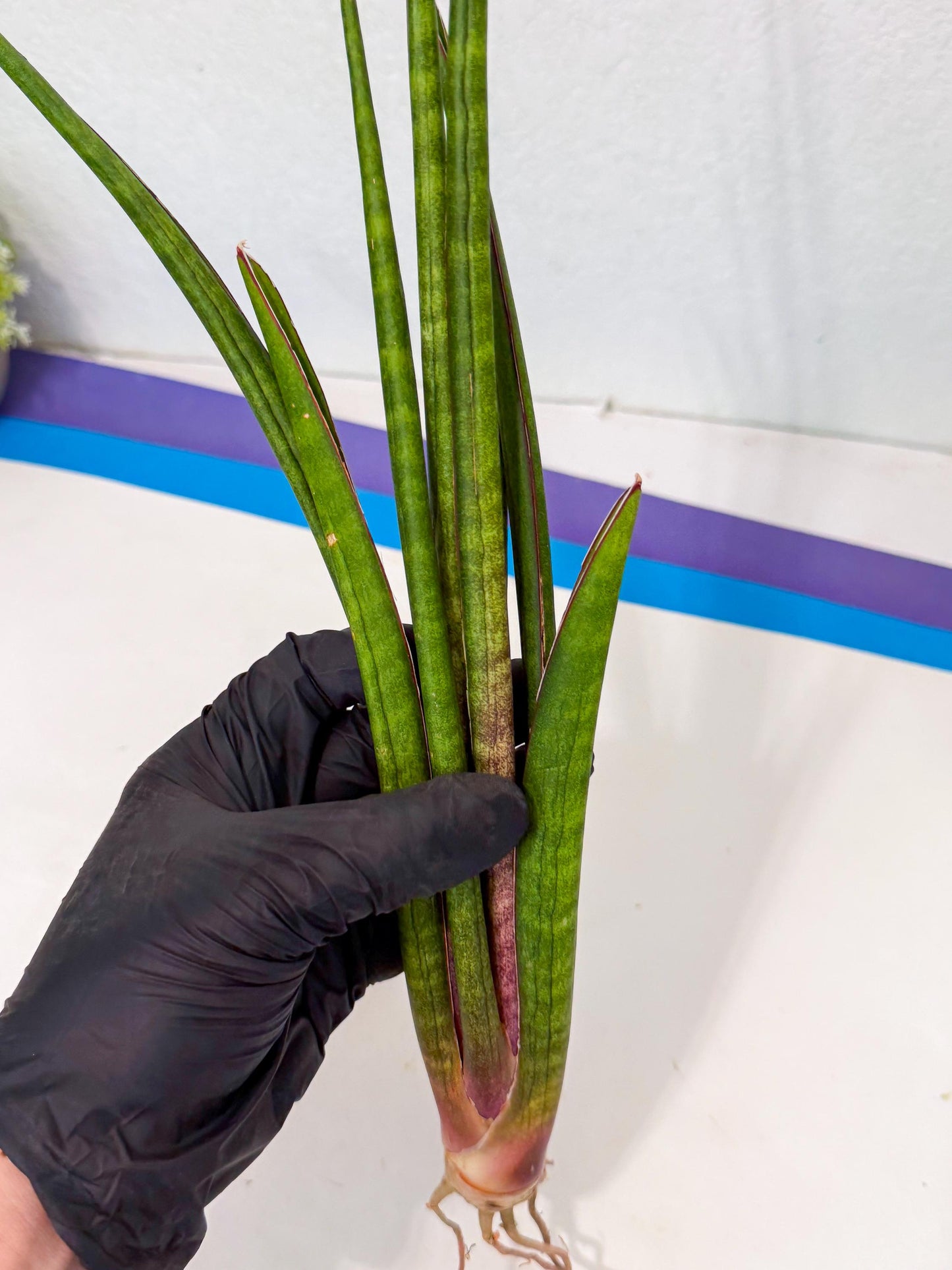 Sansevieria Najm (pp) (14) | Rare Hybrids