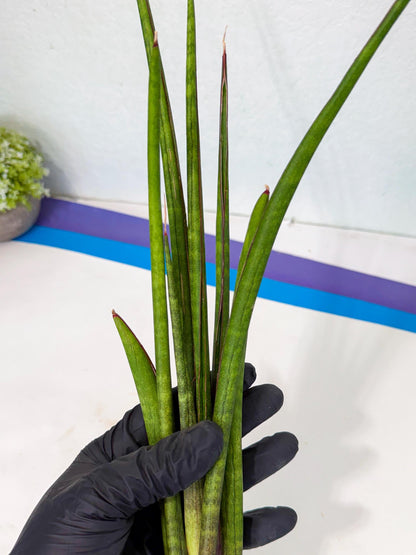 Sansevieria Najm (pp) (14) | Rare Hybrids
