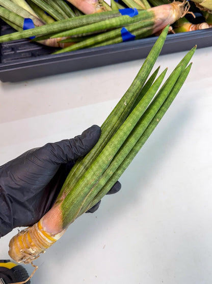 Sansevieria Lancia (pp) (18) | New Imported Hybrids