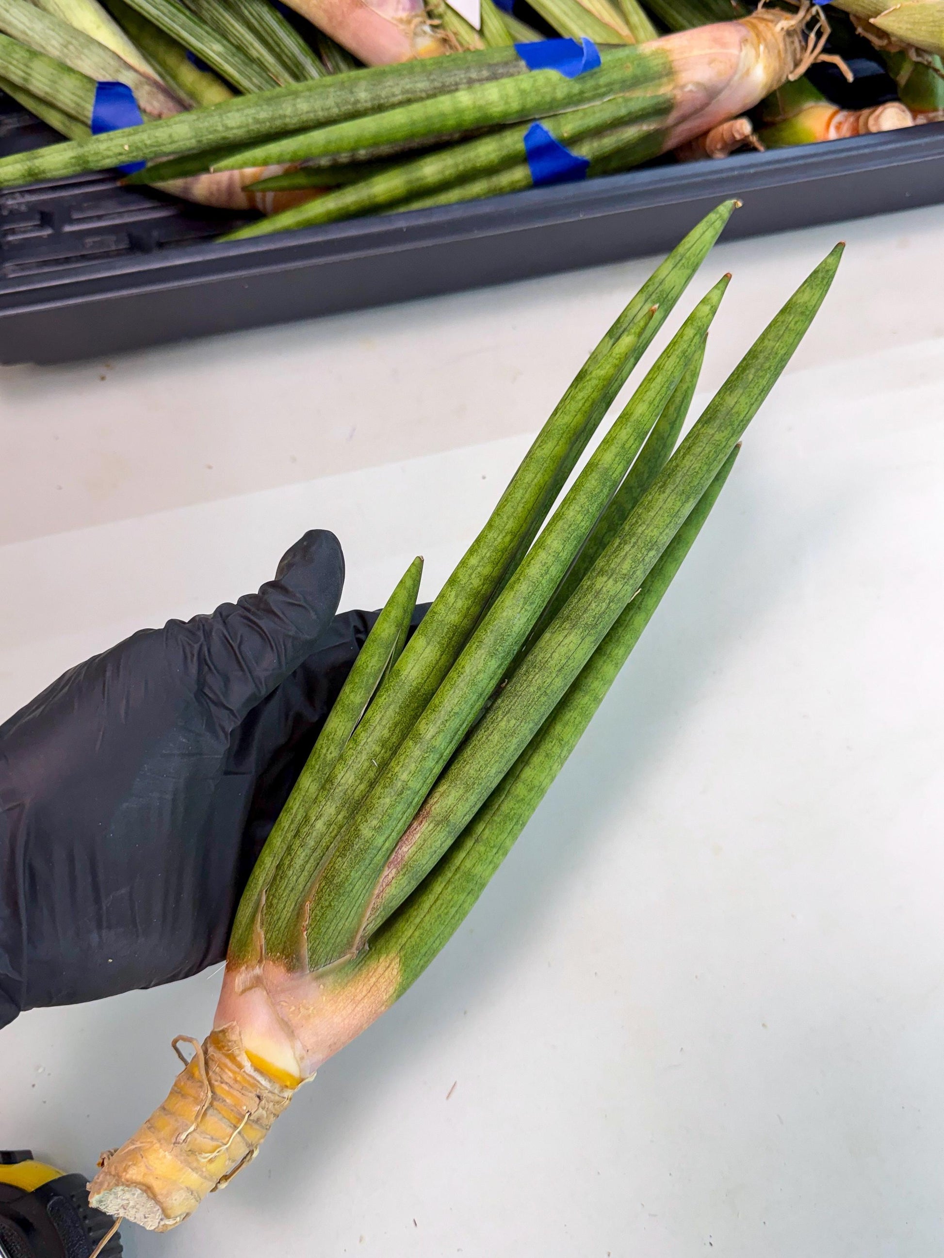 Sansevieria Lancia (pp) (18) | New Imported Hybrids