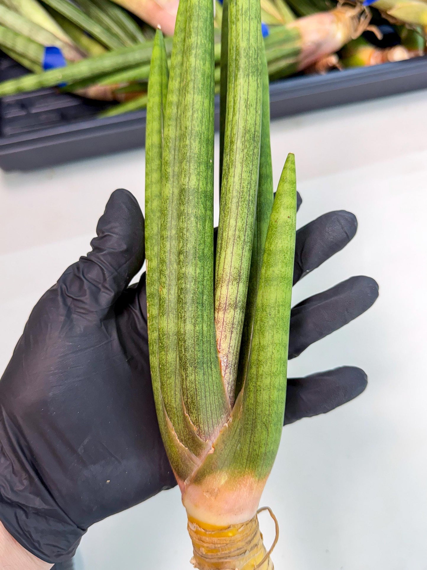 Sansevieria Lancia (pp) (18) | New Imported Hybrids