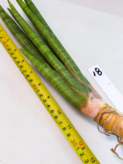 Sansevieria Lancia (pp) (18) | New Imported Hybrids