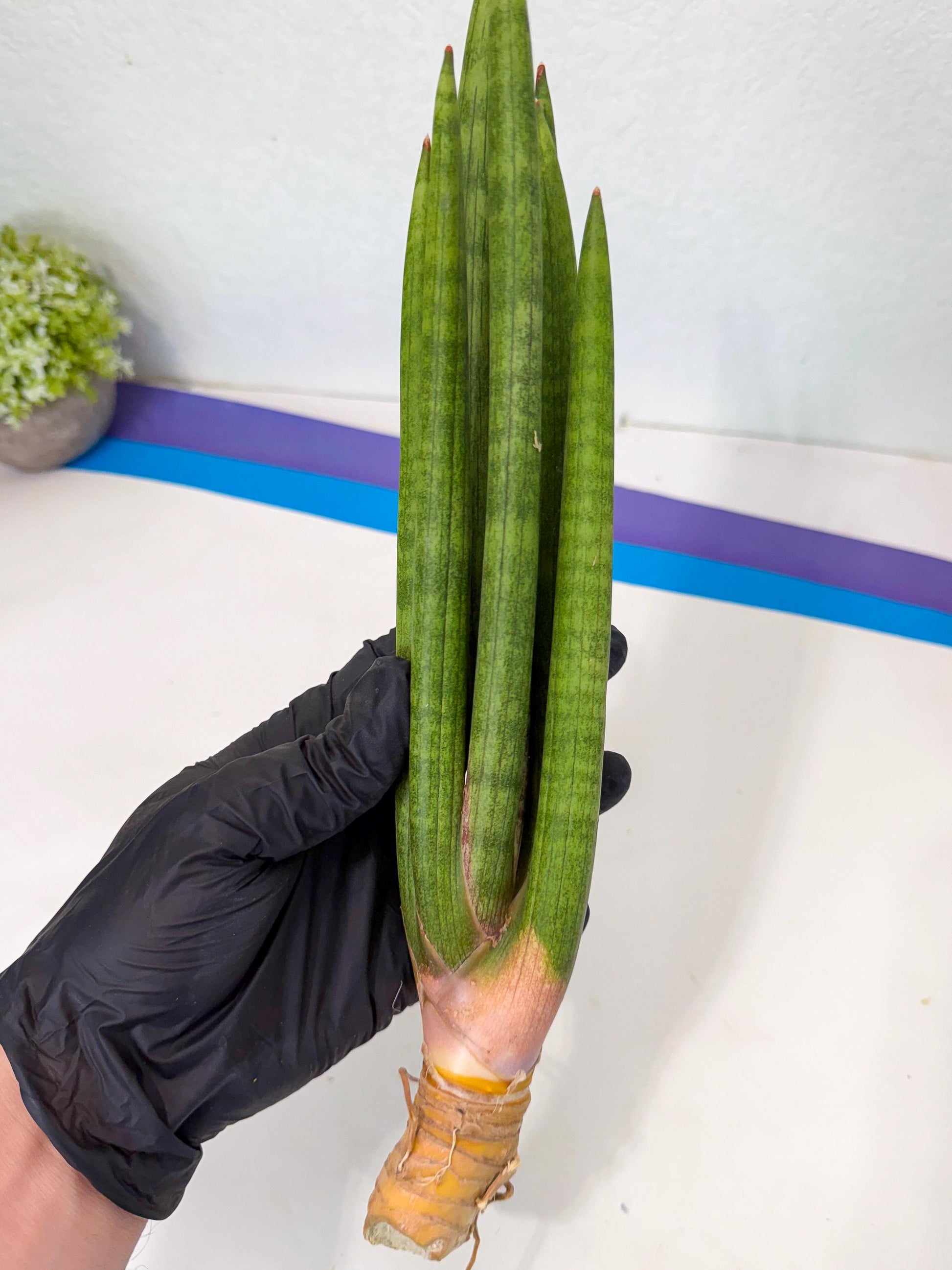 Sansevieria Lancia (pp) (18) | New Imported Hybrids